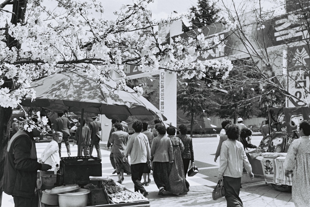 전국 최대 규모의 벚꽃 축제인 진해 군항제가 열릴 때면 전국에서 상춘객들이 몰려들었다. 1985년 [연합뉴스 자료사진]