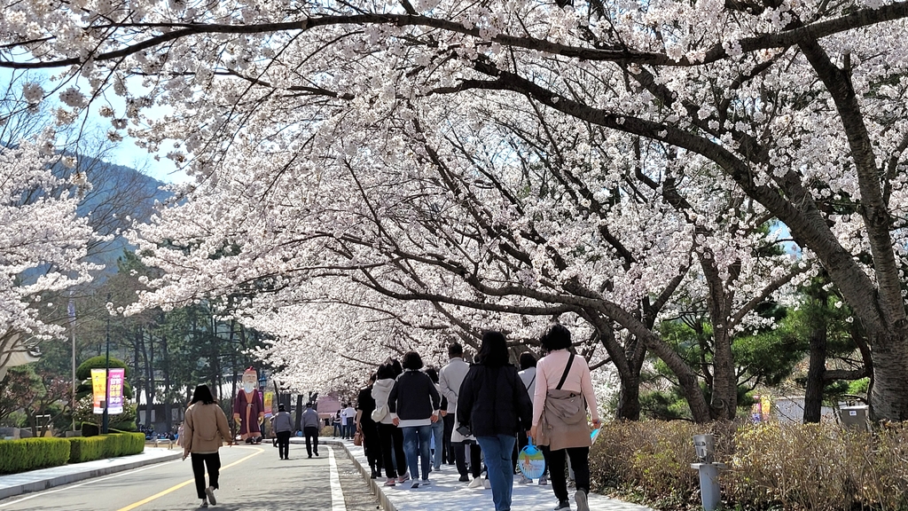 축제가 열리는 영암 군서면 벚꽃길