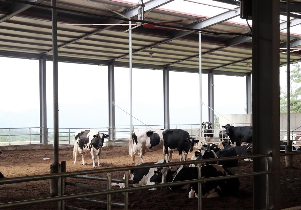 현대식 농장에서 쉬는 젖소들