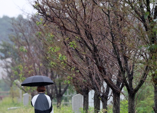 잎이 다 떨어진 경포천 둑의 벚나무
