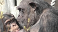 [사이테크+] "침팬지·보노보도 수십 년 전 헤어진 가족·친구 기억한다"