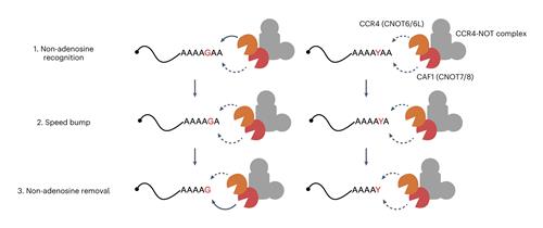 mRNA 혼합 꼬리에 관한 새로운 분해 기전 모식도
