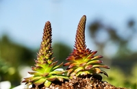 6월의 정원식물 '진주바위솔'…관상 가치 높아 인기