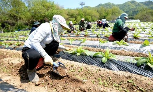 화천지역 외국인 계절근로자