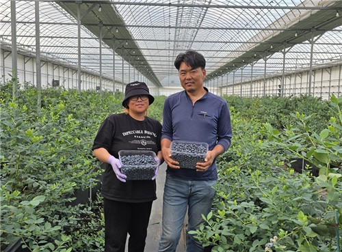 [스마트 파머] ⑥ '블루베리로 인생 3모작'...최세호·김나은 부부 - 뉴스 썸네일 이미지