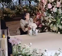 버진로드 걷는 댕댕이…이젠 '화동' 아닌 '화견'