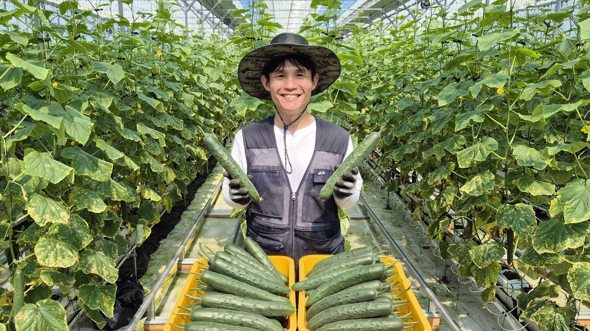 [스마트 파머] ⑦ 해외영업맨에서 오이 총각으로...주용석씨 - 뉴스 썸네일 이미지