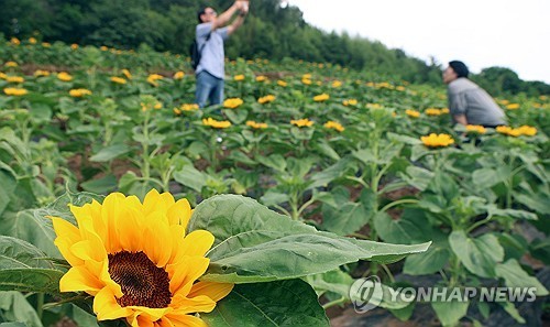 충북 대체로 흐림…낮 기온 28∼31도