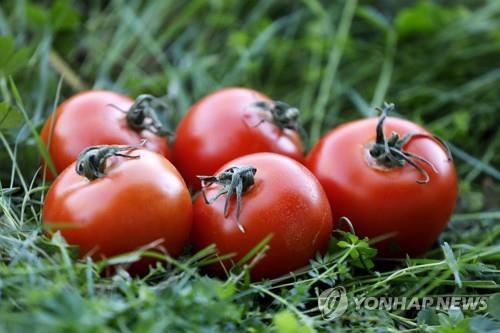 토마토가 지르는 비명 듣고 알 안 낳은 나방…논문 발표