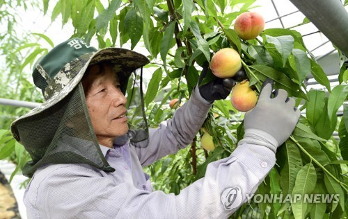 남원 '춘향골 복숭아' 홍콩 수출…내달까지 총 20t …
