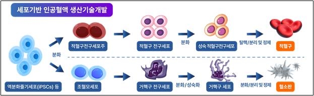 세포로 만든 인공혈액, 임상시험 길 열렸다