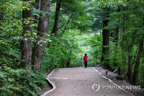 오대산 월정사 전나무숲길