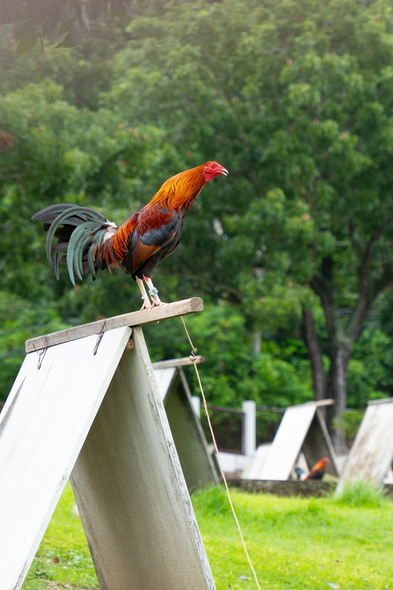 투계용 닭들이 쉬는 모습 [사진/성연재 기자]
