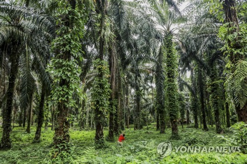 인도네시아 팜나무 농장