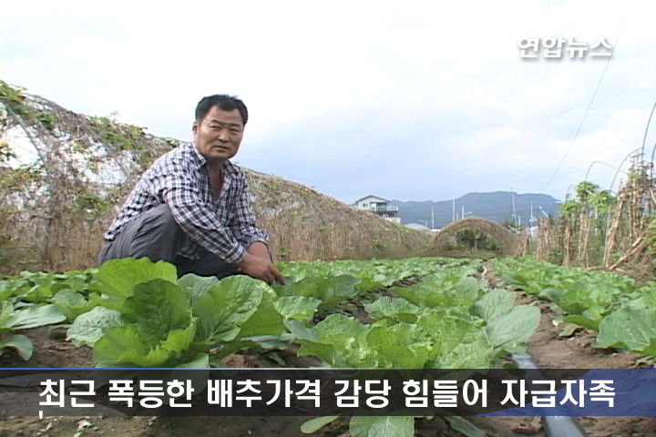 배추, 차라리 직접 주말농장.종묘사 문의 잇따라 | 연합뉴스