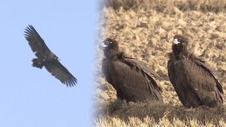 몽골서 찾아온 손님…독수리들의 특별한 겨울 안식처