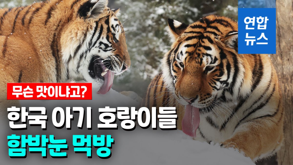 [영상] "와~맛있다" 아기 호랑이들 함박눈 먹방