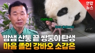 [영상] 국내 첫 쌍둥이 판다 탄생…푸바오, 언니됐다