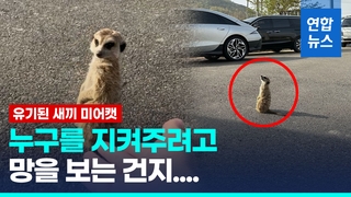  길바닥에 버려지고도 '보초' 서는 홍성 미어캣에 눈시울