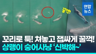 [영상] 꼬리로 툭! 쳐놓고 잽싸게 '꿀꺽'…상괭이 숭어사냥 '놀랍다'
