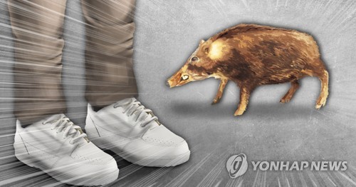 김해 밭에서 60대 멧돼지에 물려…경찰, 멧돼지 사살