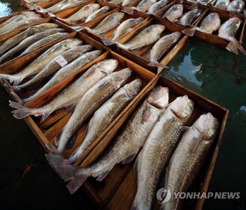 '사돈 댁에도 안 보낸다'는 가덕 대구…얼마나 맛있길래