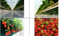 [게시판] 서울시, 딸기 수확 체험 참가단체 모집