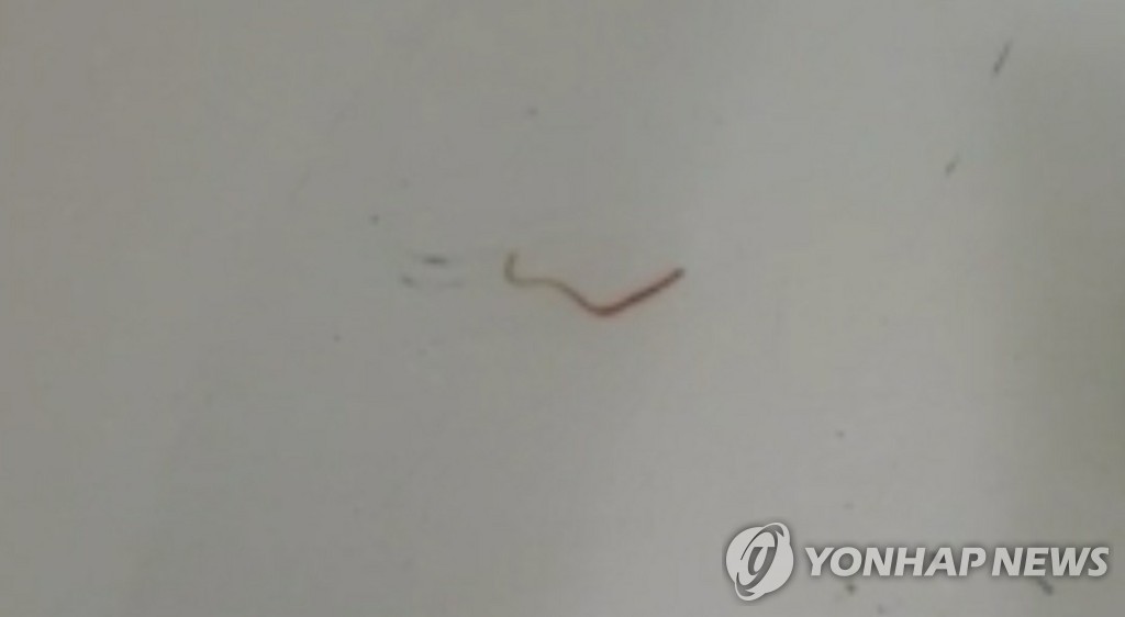 Würmer in der toilette