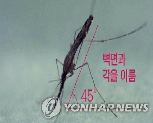 말라리아 매개 모기인 얼룩날개모기