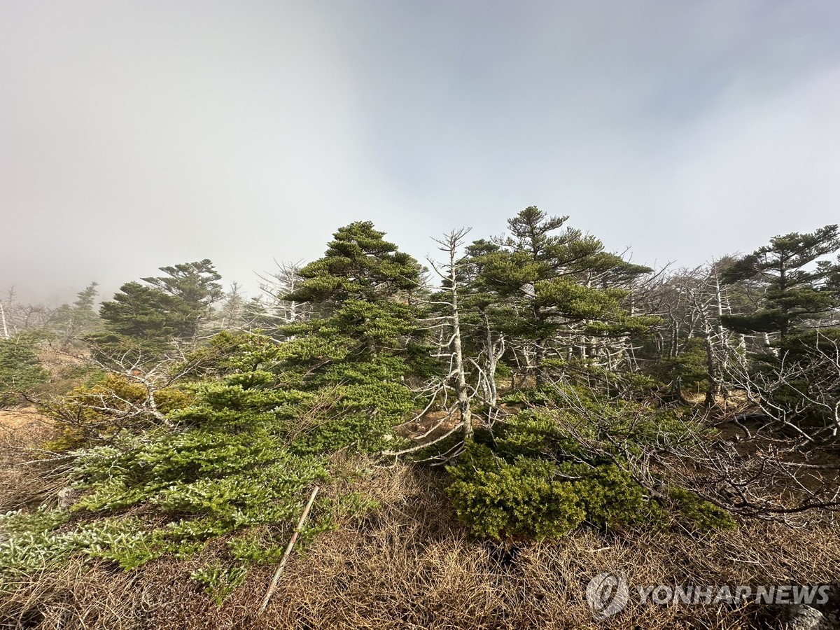 한라산 구상나무