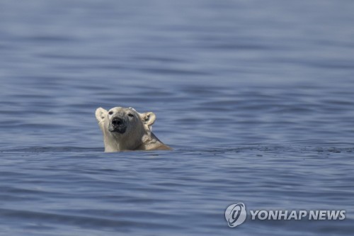 허드슨베이에서 물 위로 고개를 내민 북극곰 