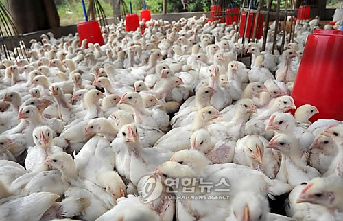 동물권단체들이 비판하는 '닭공장'[EPA=연합뉴스 자료사진]
