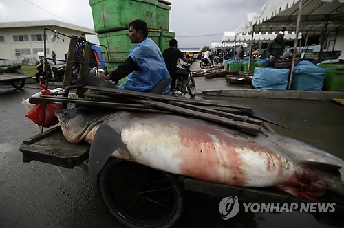 2014년 9월 14일 인도네시아 반다 아체의 어시장에서 한 현지인 주민이 인력거로 상어를 옮기고 있다. [EPA=연합뉴스자료사진]