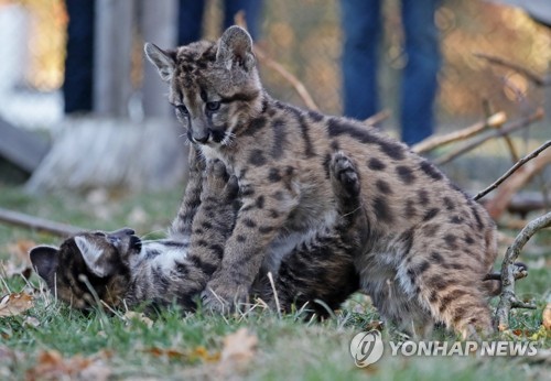 퓨마 새끼들