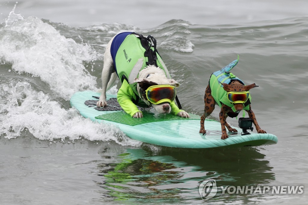 ′파도 타는 강아지′…미 캘리포니아 세계 개 서핑 챔피언십