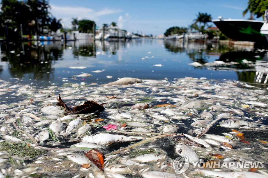 지난 2021년 7월 미 플로리다 바닷가에서 죽은 수천마리의 물고기