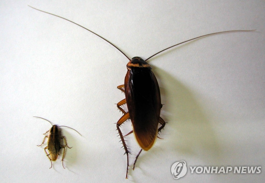 바퀴벌레에 슈퍼박테리아 퇴치 열쇠 | 연합뉴스 바퀴벌레에 슈퍼박테리아 퇴치 열쇠 | 연합뉴스