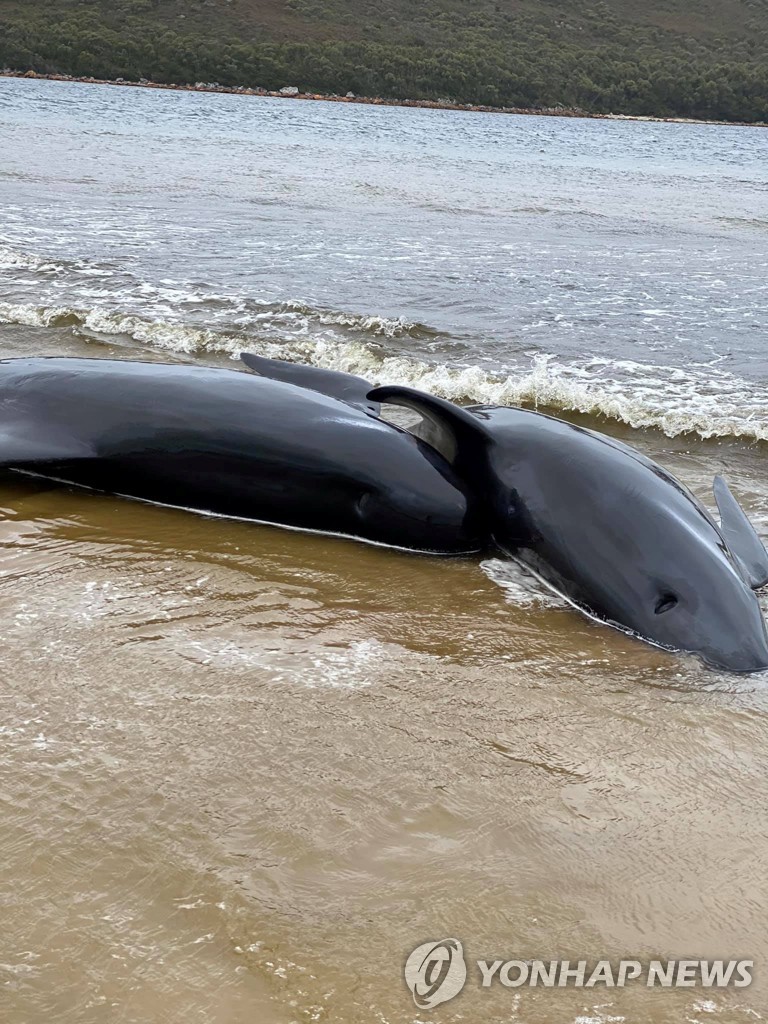해변으로 떠밀려와 죽은 참거두고래들의 모습