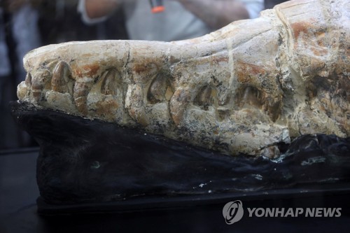 페루 사막에서 발견된 3천600만 년 전 고대 고래 일종의 두개골 화석