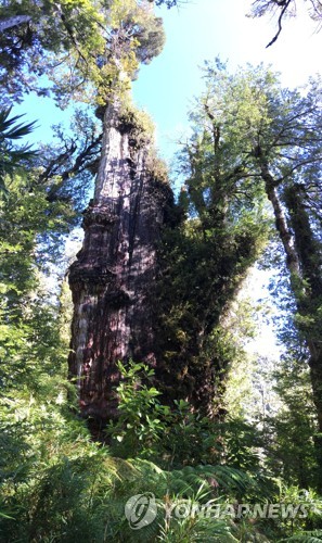 세계 최고령 나무로 추정되는 칠레 남부의 알레르세 나무