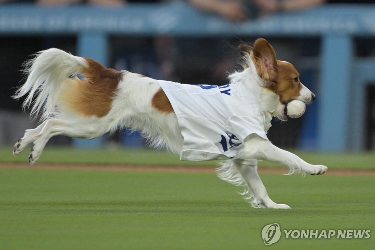 공을 물고 오타니에게 달려가는 반려견 데코이