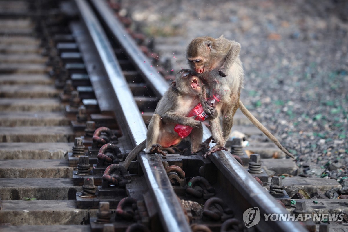 음식을 놓고 싸우는 태국 원숭이들