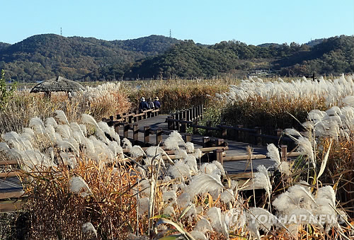 서천 신성리 갈대밭 '한국 관광의 별' 후보 선정 | 연합뉴스