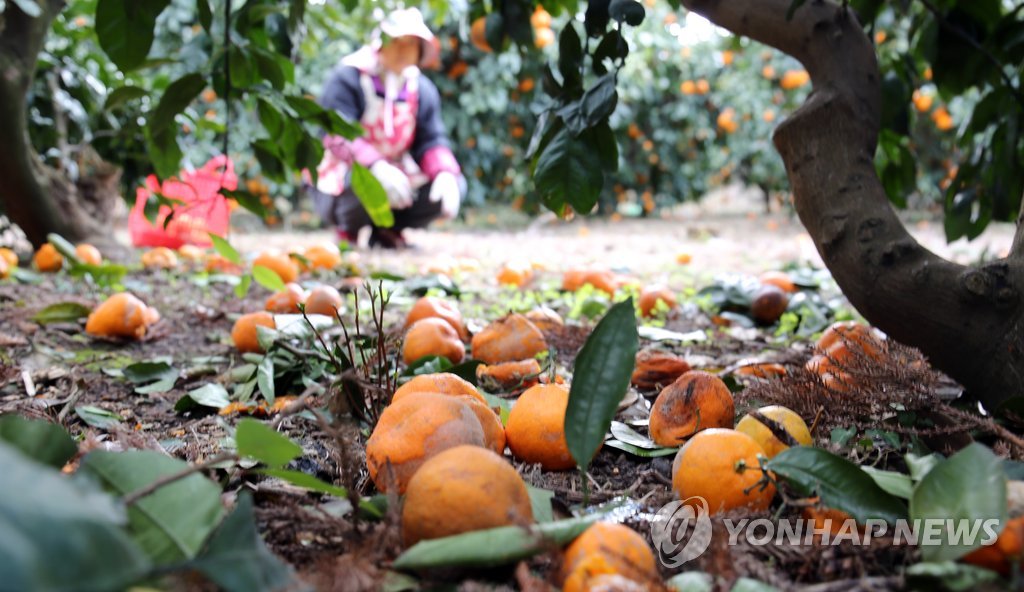 폭염에 제주 감귤도 몸살…익기도 전 열매 떨어짐 현상 …