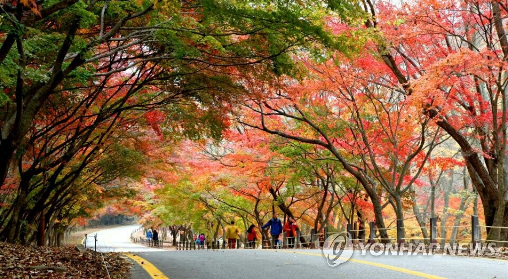 가는 가을 아쉬워…내장산 단풍 막바지 | 연합뉴스