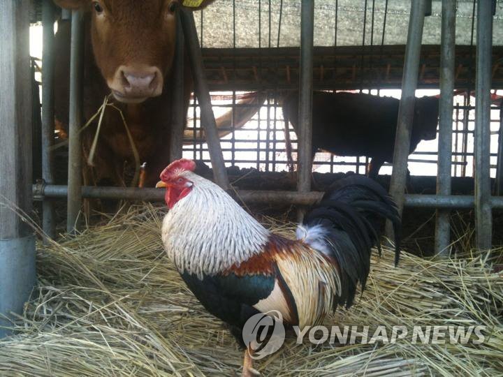 AI에 희생된 횡성 예다원 귀족 수탉 숫돌이 | 연합뉴스