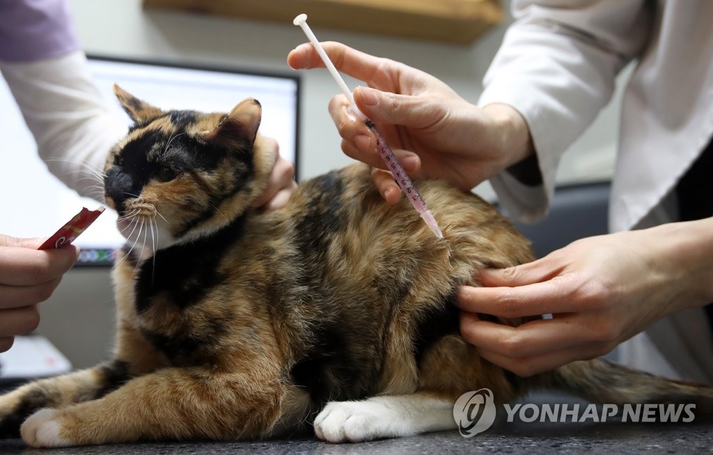 광견병 예방접종을 받는 고양이