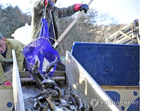 화천산천어축제 주인공 산천어 유해물질 제로