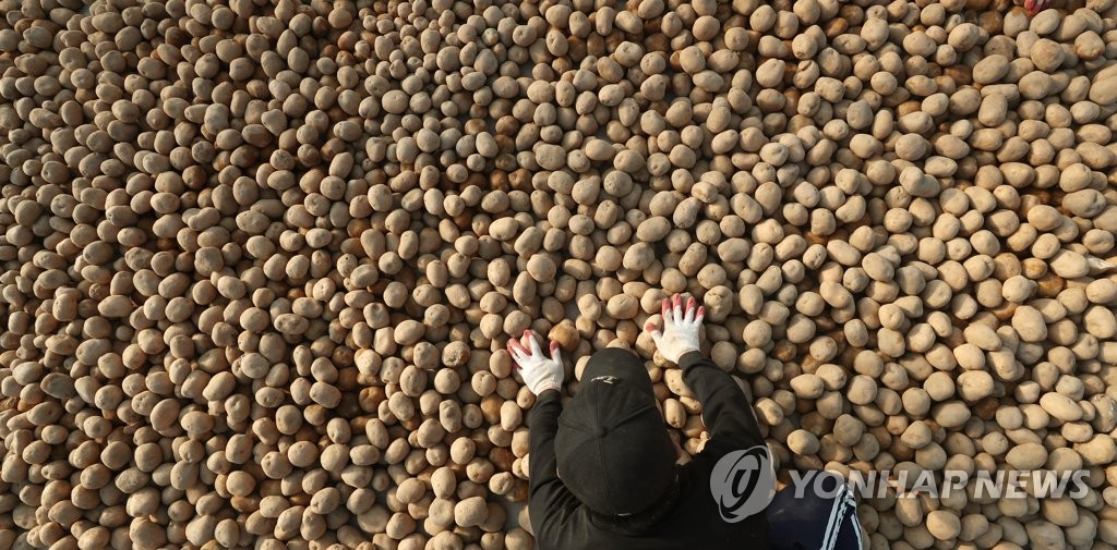 씨감자