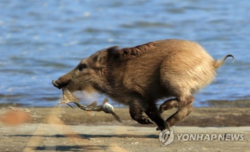 獲物をゲット